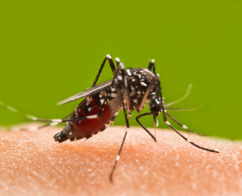 Come combattere le zanzare in giardino, in casa e in modo naturale
