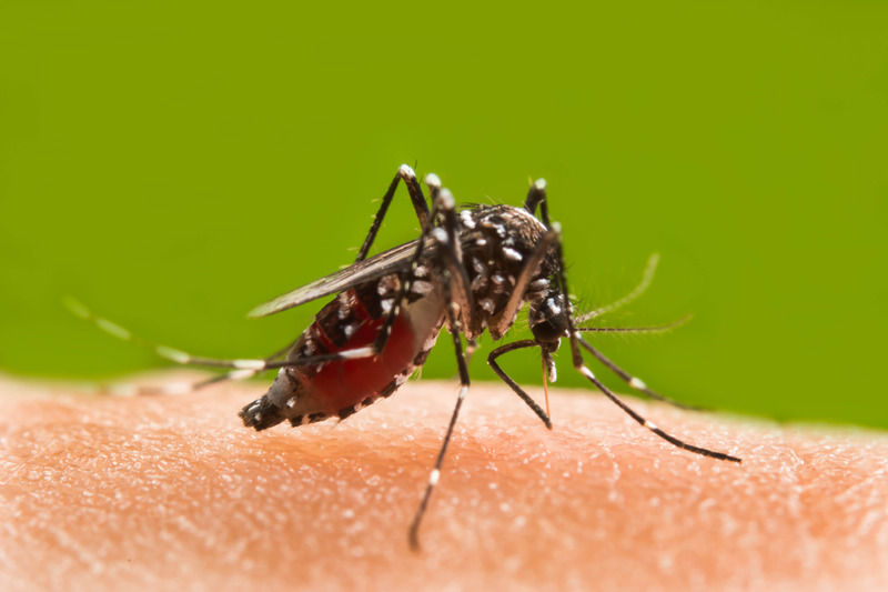 Come combattere le zanzare in giardino, in casa e in modo naturale