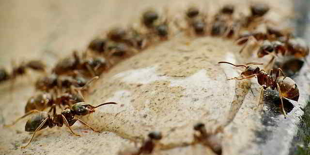 disinfestazione formiche roma