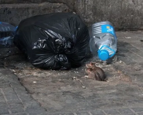 emergenza topi a roma