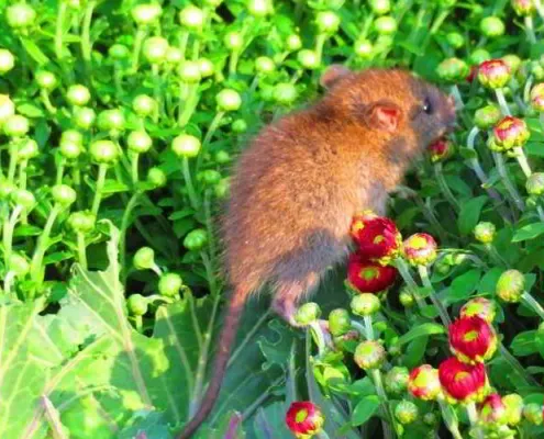 come derattizzare un giardino