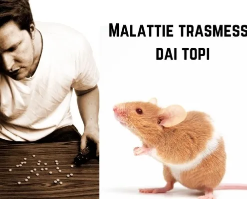 Malattie trasmesse dai topi