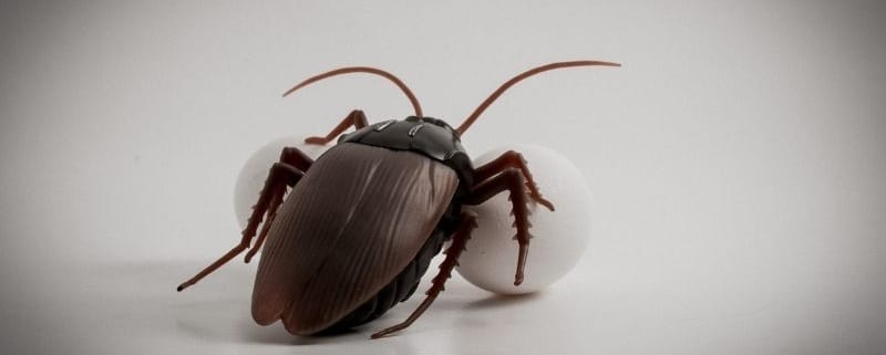 Riproduzione scarafaggi: come evitare un'infestazione