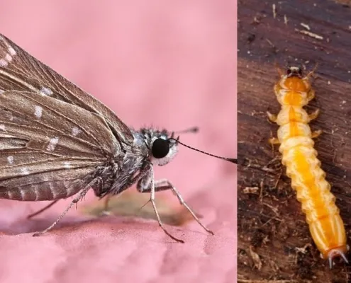differenza tra tarli e tarme foto dei due insetti