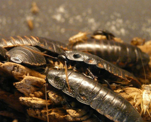 scarafaggi pericolosi