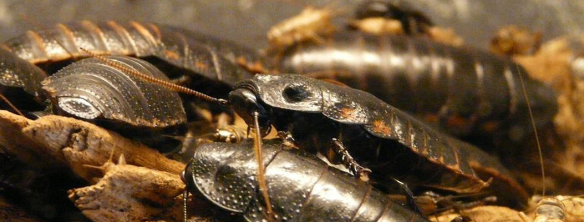 scarafaggi pericolosi