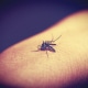 punture di zanzare rimedi e prevenzione