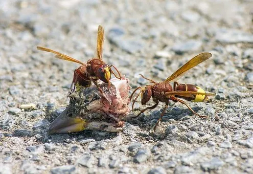vespa orientalis foto