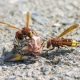 vespa orientalis foto