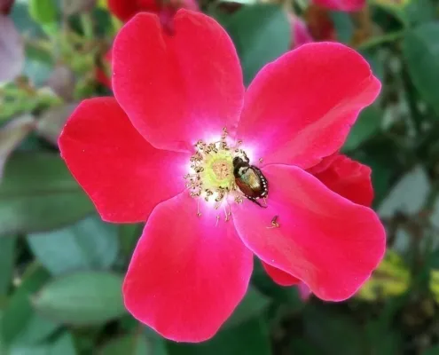 opillia Japonica nuovi insetti in italia