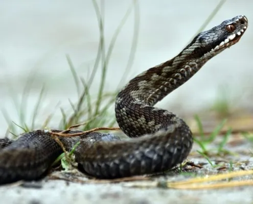 disinfestazione serpenti