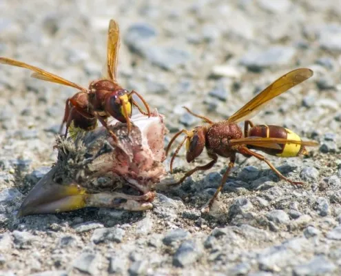 foto vespa orientalis